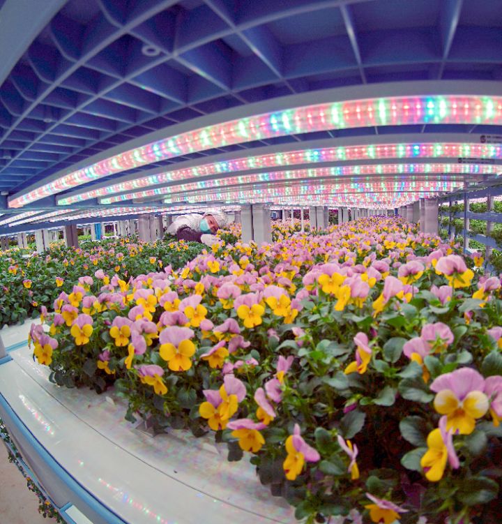  Light quality control of edible flowers and fruits under special light formula