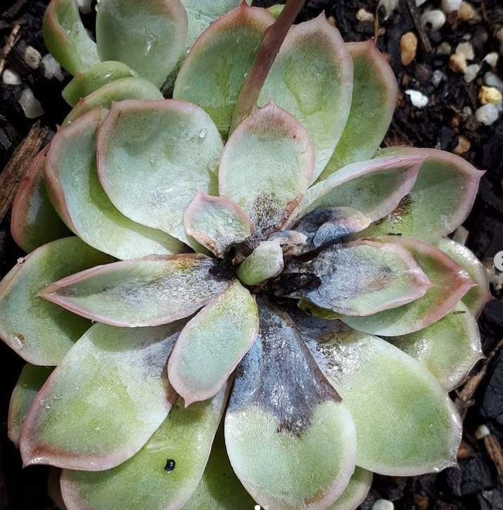 Why are my succulent leaves turning black?