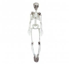 Halloween Skeleton,2.6ft Hanging Skeleton,Full Size Human Skull Skeleton Anatomical
